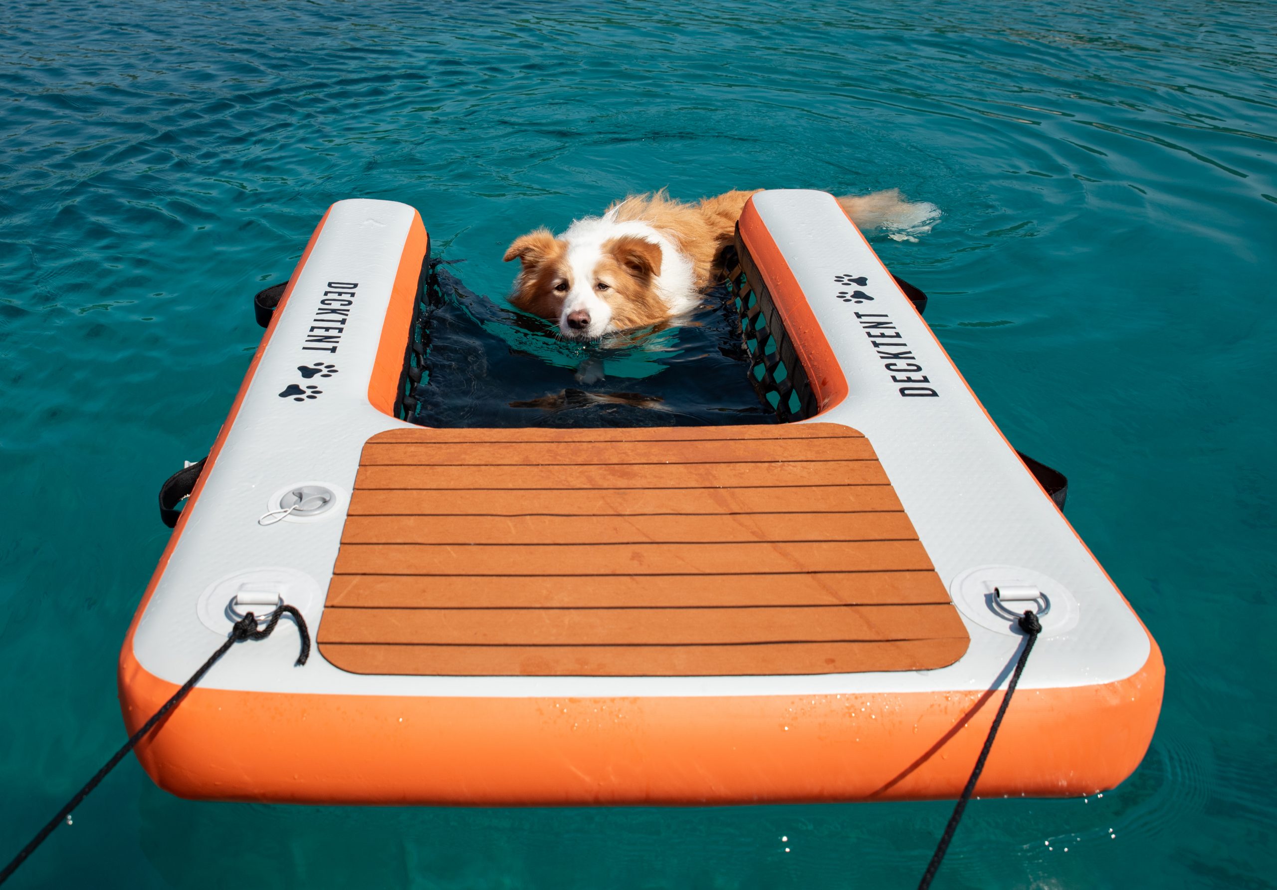 DOG RAMP - Imagen 2